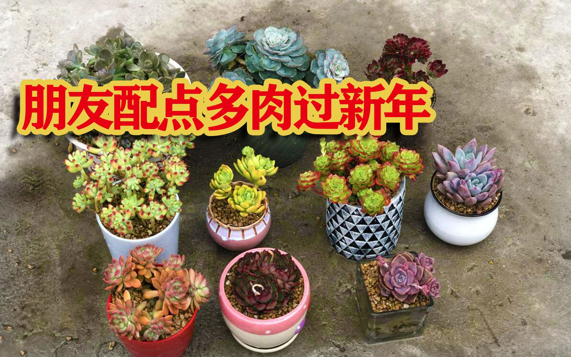 10个颜值过时的旧花盆,配上多肉后,顾客赞叹不已!哔哩哔哩bilibili