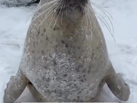 海豹拍肚皮