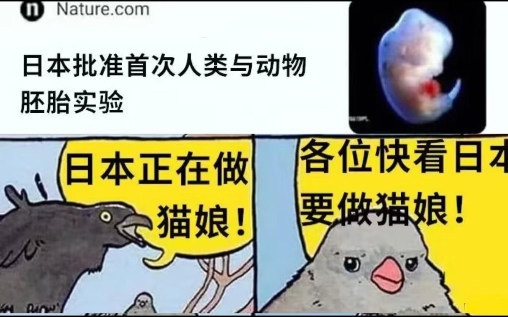 日本正在做猫娘? 【网络 沙雕梗图&memes】哔哩哔哩bilibili