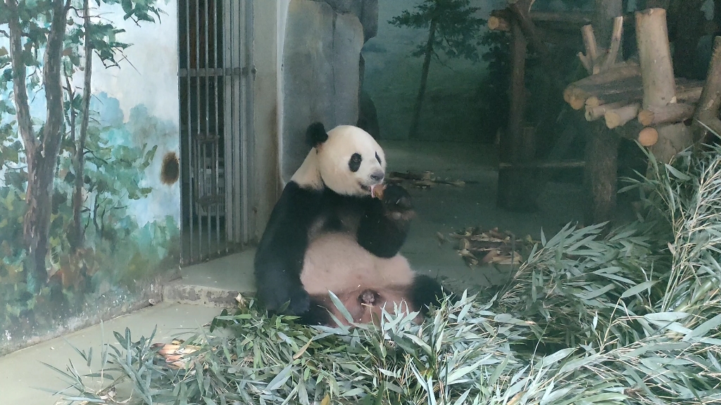 大熊猫迎迎吃窝头
