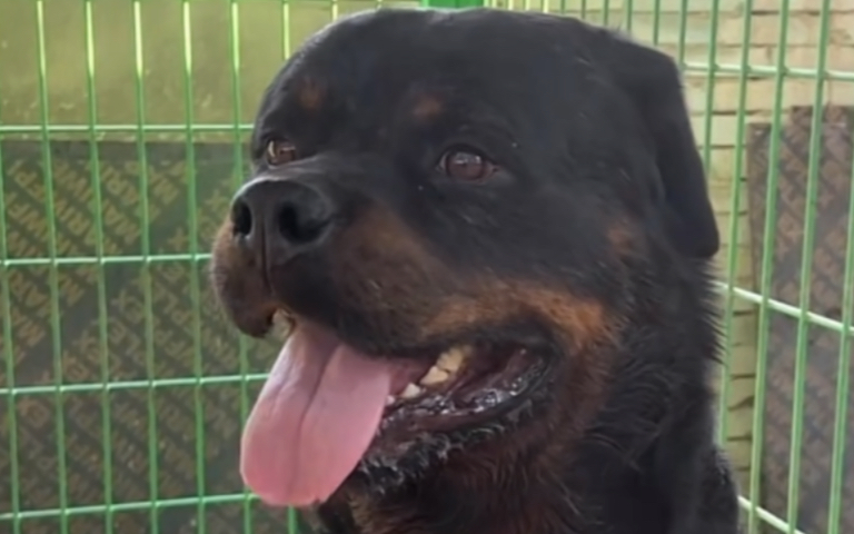 255 231014(1)豫西小丁直播录屏