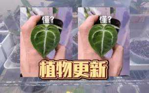 Download Video: 植物更新，依然在不断剁手中