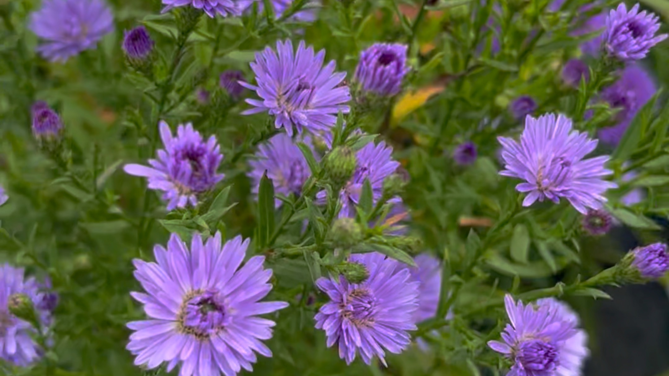 高杆荷兰菊,全部开花了
