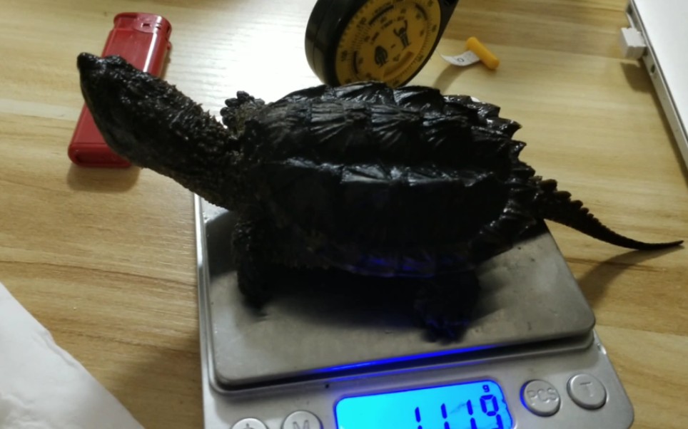 伪魔眼北美苗!展示手上所有的北美鳄龟