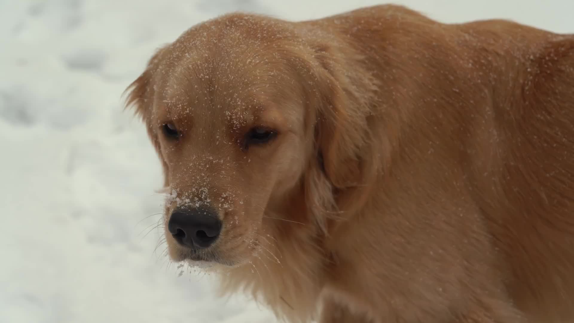 [图]【原始木屋】172. 早冬降临加拿大荒野丛林 Extreme Early Winter at the Cabin in the Woods of Canada