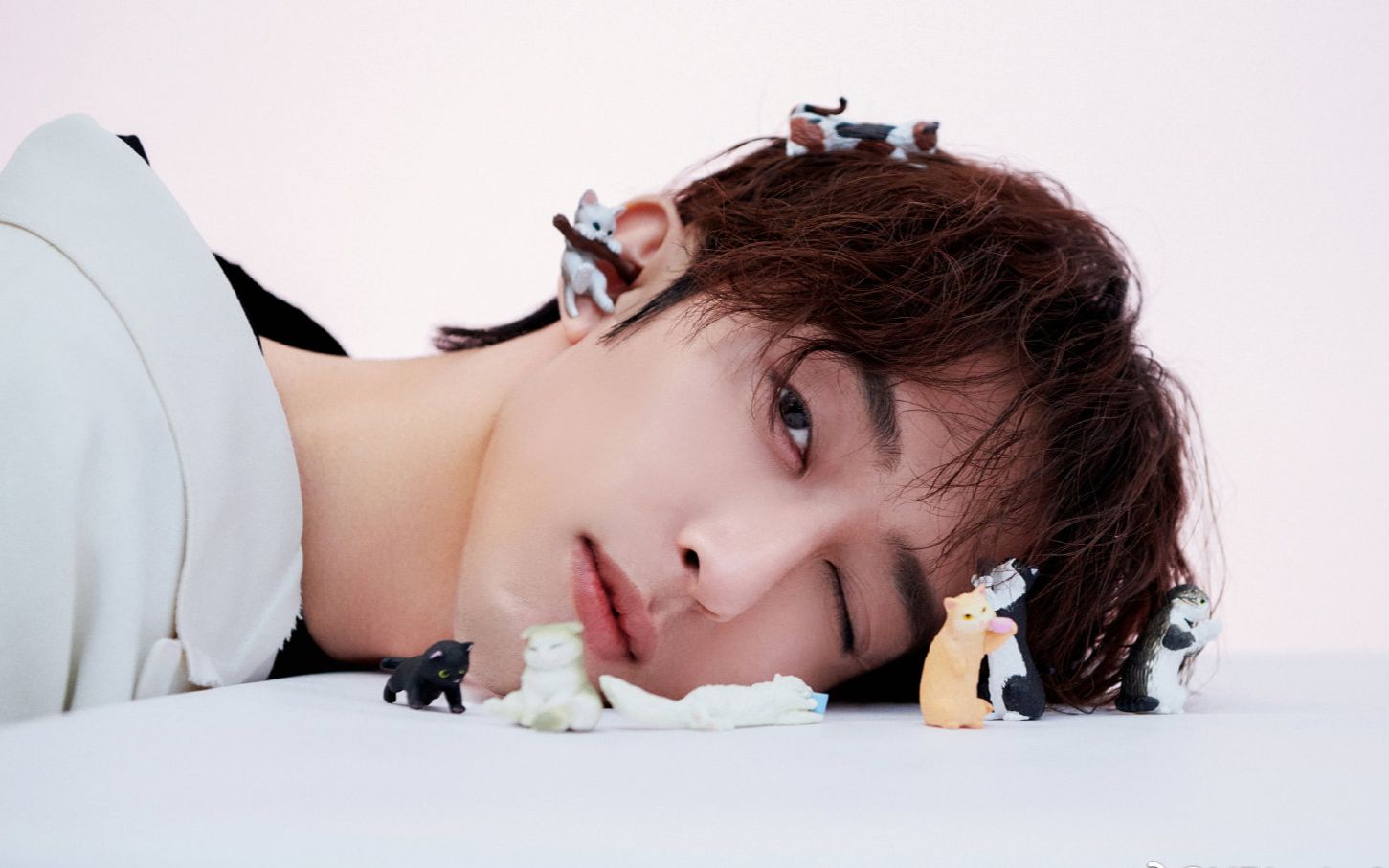 【刘畅木法沙】猫鼬哥哥与猫