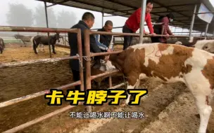 Download Video: 牛群转场途中抢水喝卡住了脖子，还有摔倒的，哎呀真热闹！