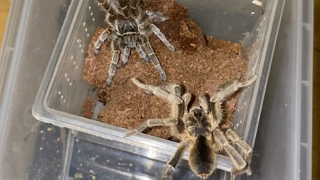 坦桑尼亚粗腿巴布交配