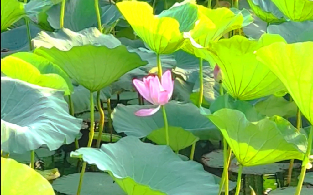 一池湖水,一片碧绿的荷叶,微风徐徐,漂亮的落日,一切都太美好了……幸福在点滴里……哔哩哔哩bilibili