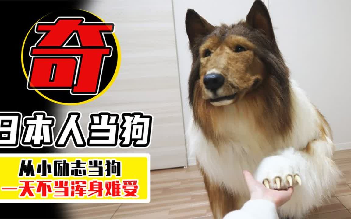 日本人为啥喜欢当狗?花了200万日元,只为做个牧羊犬?