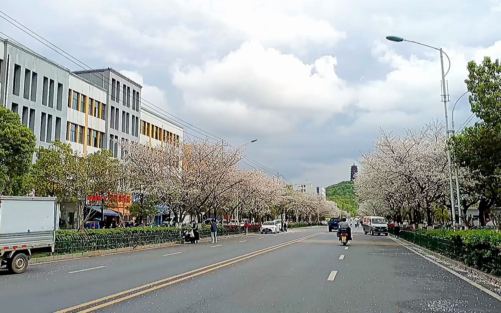 [图]吉安油菜花PK庐陵“樱花雨”，满城尽带黄金甲，江南粉黛无颜色！