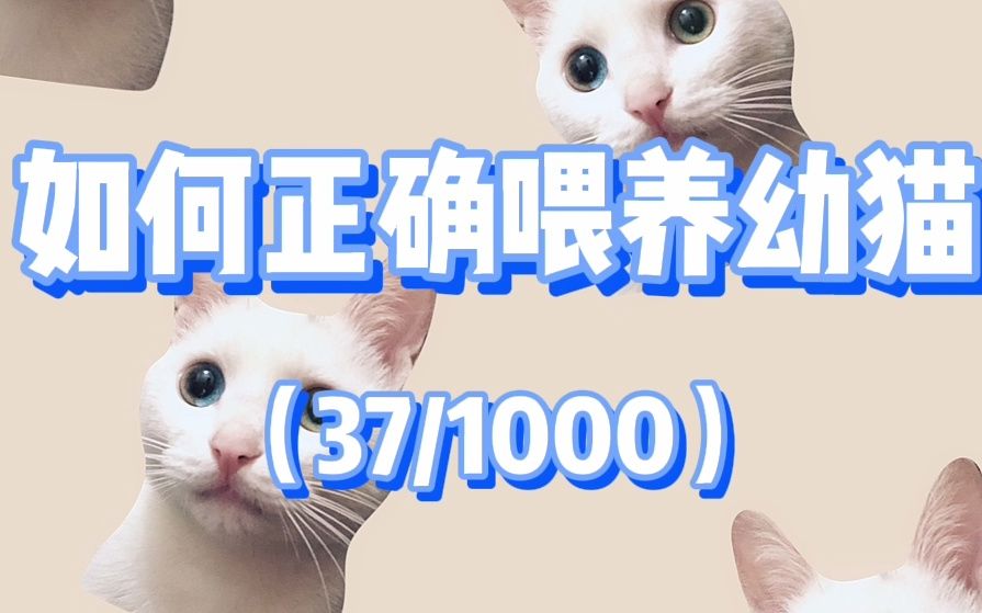 【新手养猫科普】如何正确喂养幼猫哔哩哔哩bilibili