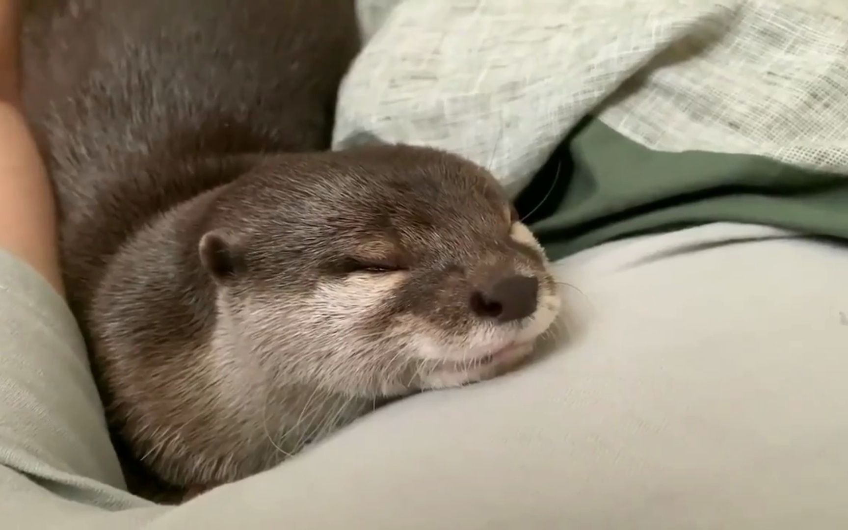 撸嘤嘤怪水獭宝宝,撸到獭宝宝睡着了