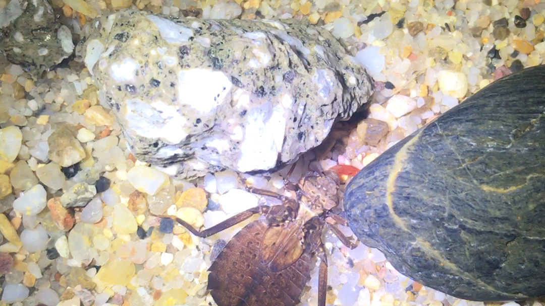 水虿扭尾曦春蜓稚虫捕食红虫