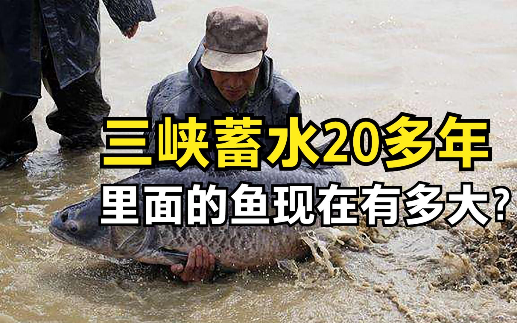 三峡大坝蓄水20多年,水库有140多种鱼,最大的“鱼王”有多大?哔哩哔哩bilibili