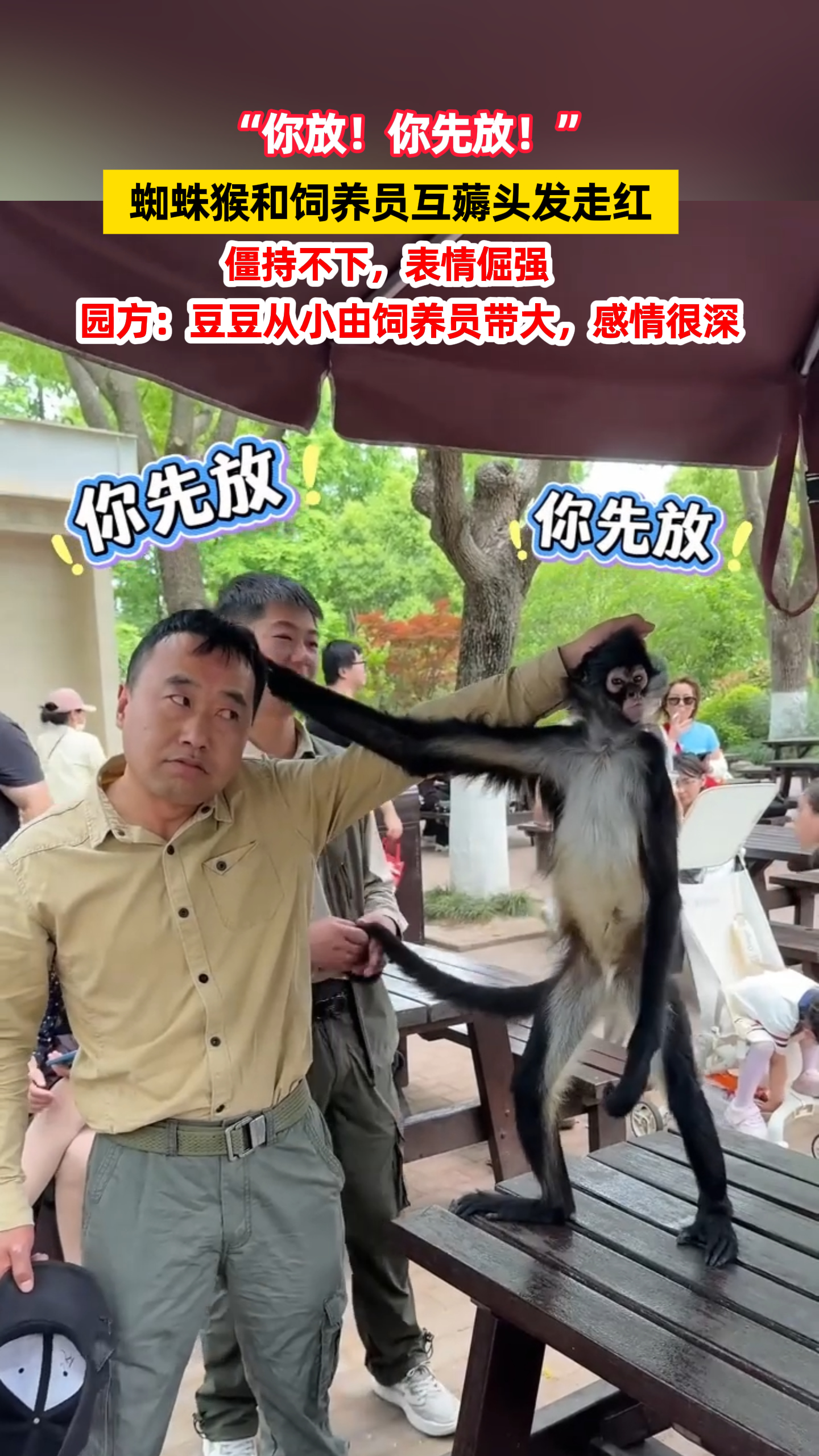 “你先放！”蜘蛛猴和饲养员互薅头发走红，僵持不下，表情倔强