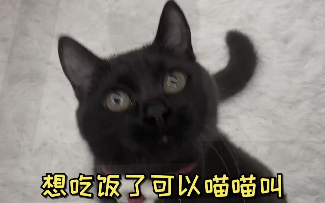 黑猫真的不能养吗哔哩哔哩bilibili