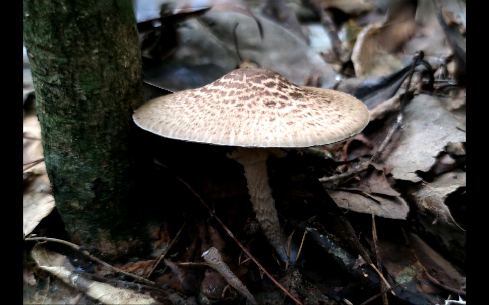 细环柄菇——摄于张家界