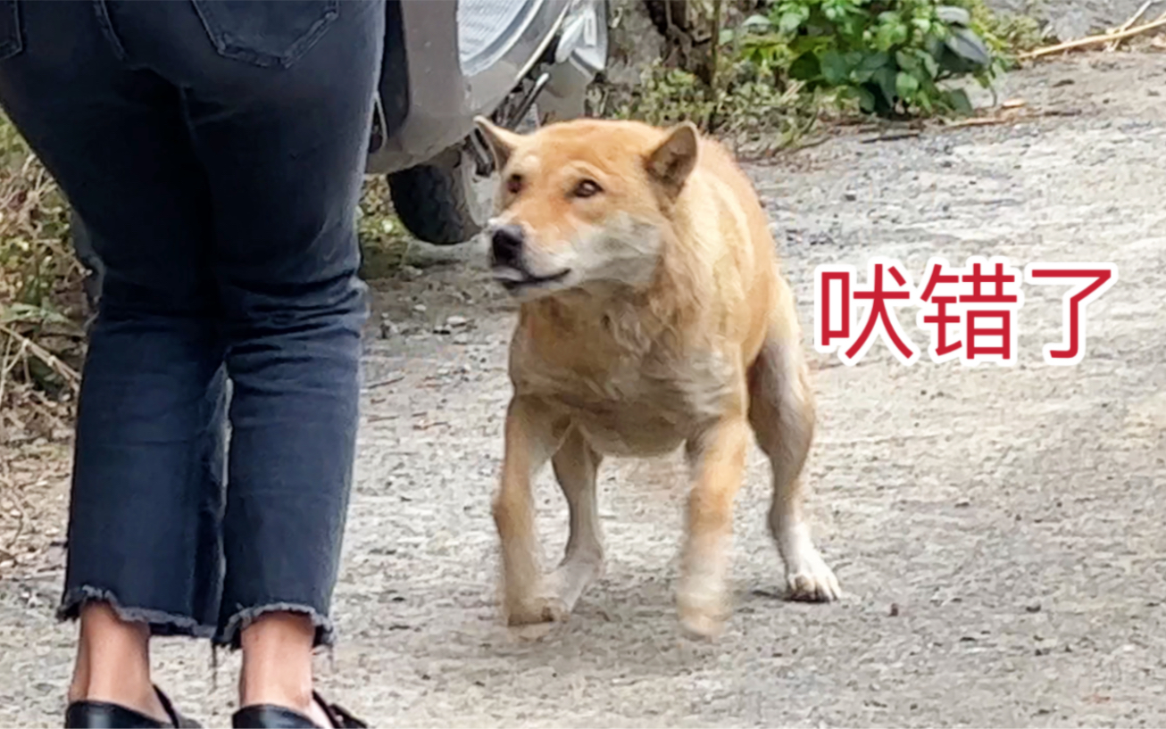 [图]阿爆最擅长做尴尬的事，这次又把我当成陌生人吠，一直汪汪汪可凶了