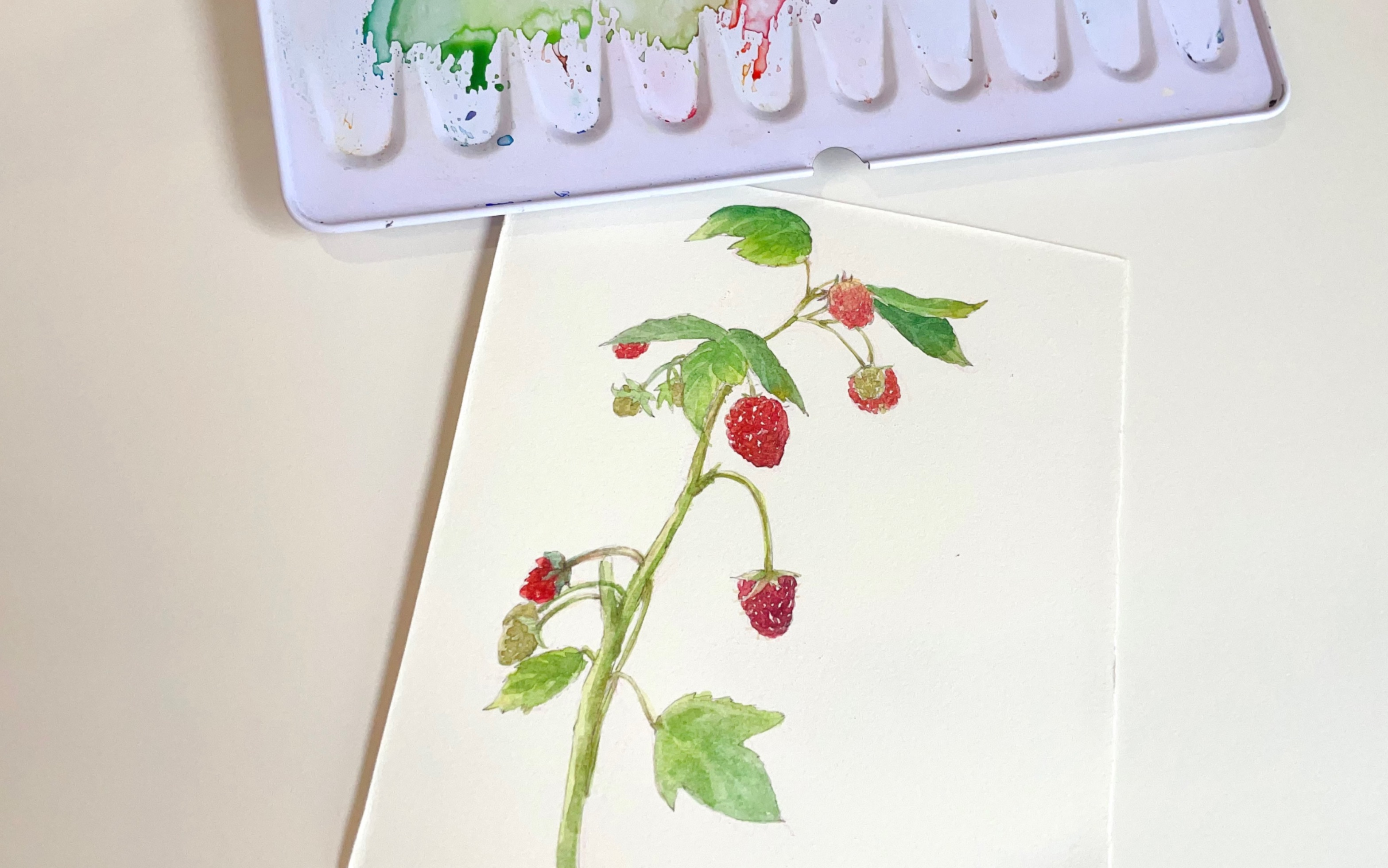 【水彩过程】可可爱爱小树莓