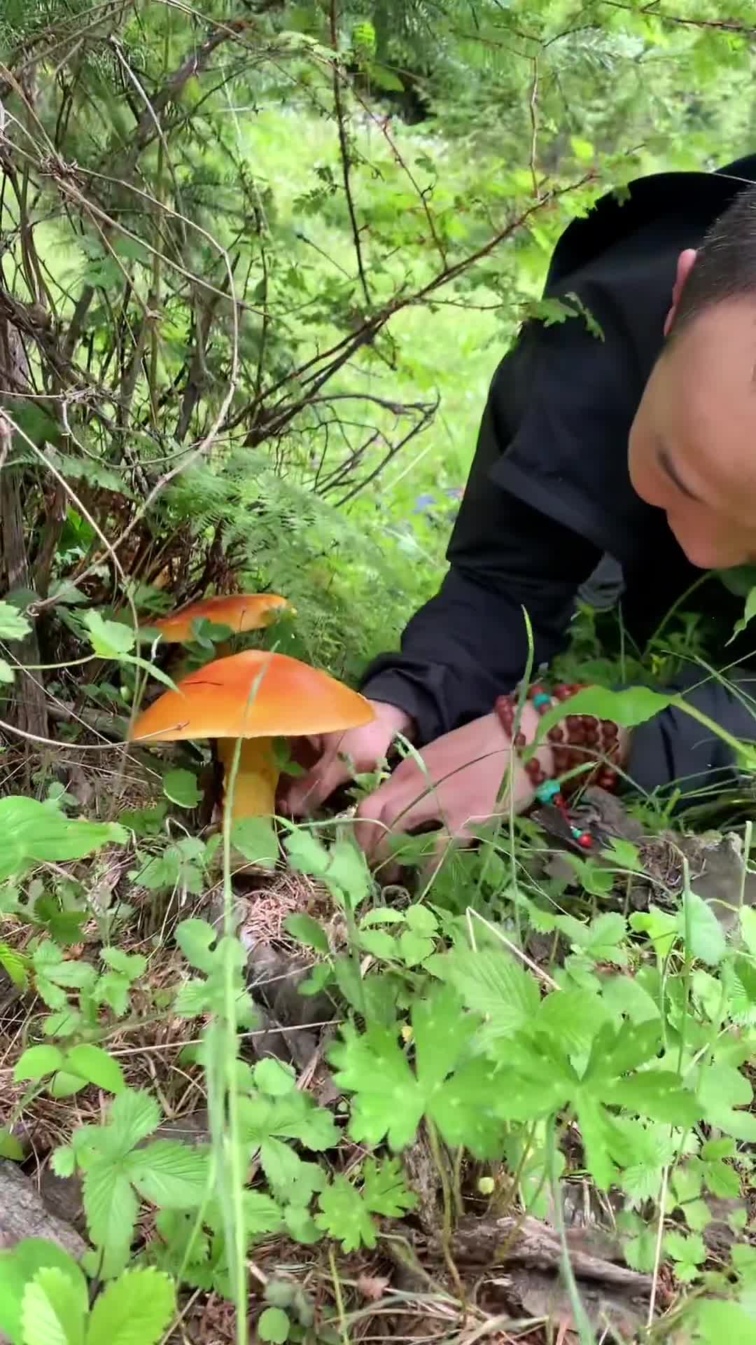 一棵树下四朵鹅蛋菌,比我脸都大