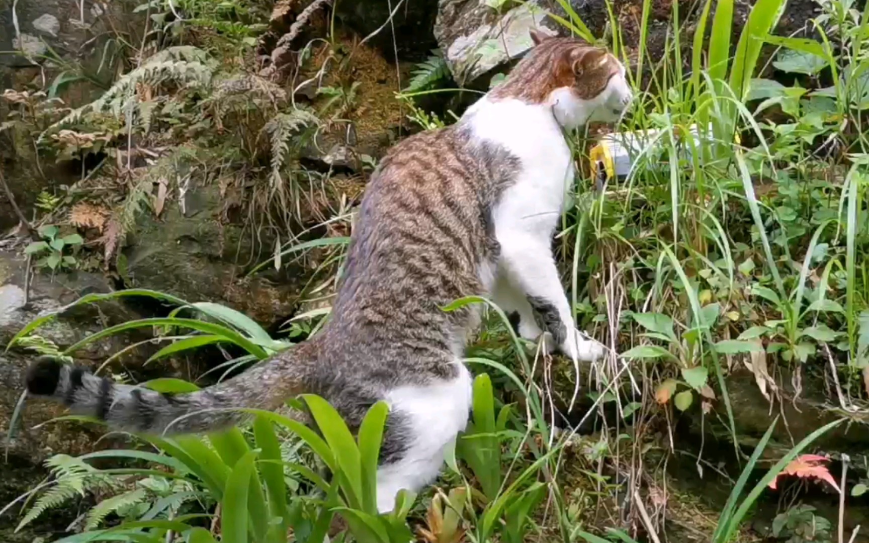 猫仔队队长日记81|山猫吃野草