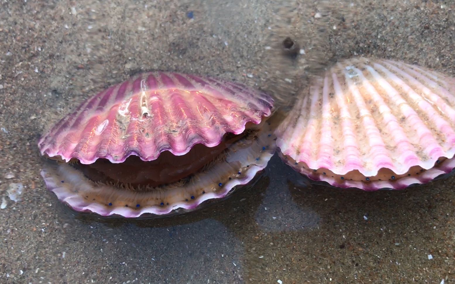 小斗无意抓到活扇贝,被喷了一脸水,张开嘴巴时里面真漂亮