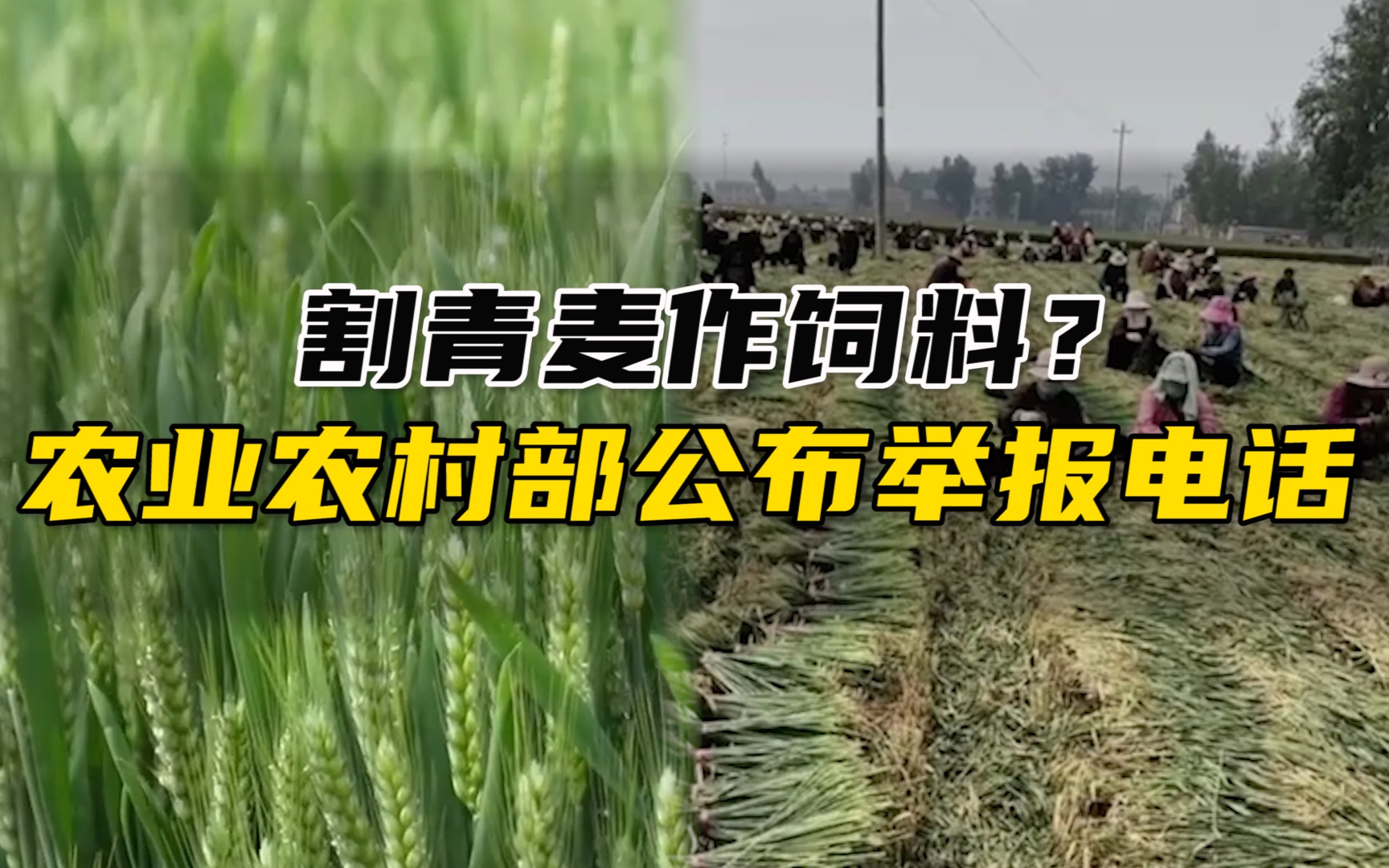 多地农民收割青麦当饲料卖,一亩地可卖1500元?谁在高价收购青小麦哔哩哔哩bilibili