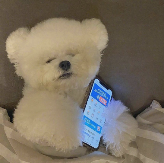 活动  我是一只只会玩手机的狗狗🐶