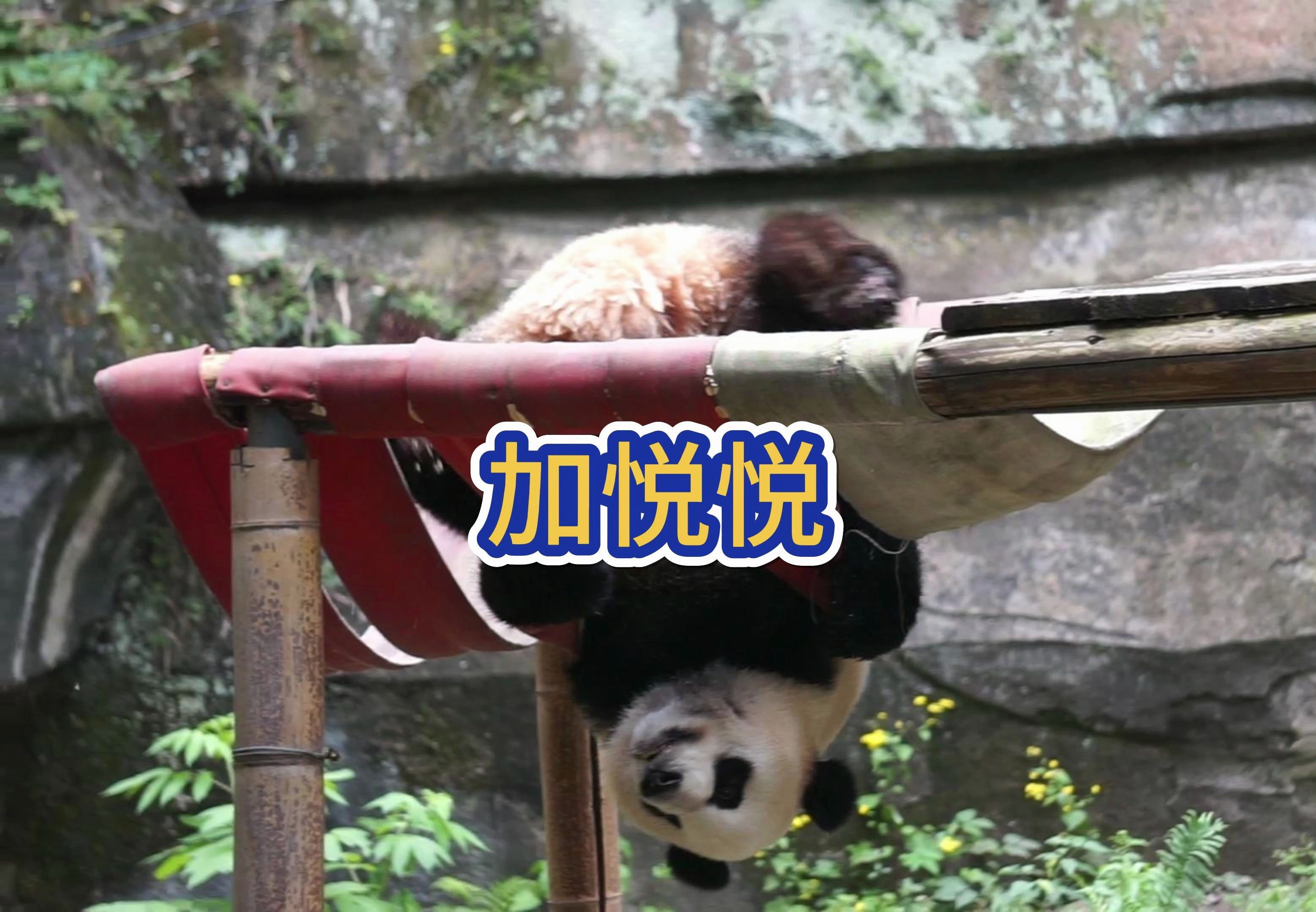 5月16日加悦悦泡澡~玩绷带