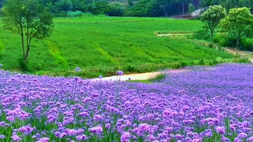 遇一片花海,染一身花香,一路美好,一路芬芳…#治愈系风景 #马鞭草花海 #好看的花一定要分享给你哔哩哔哩bilibili