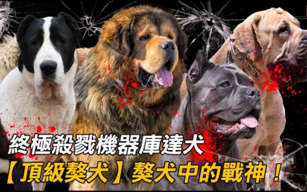 【十大顶级獒犬】像比特犬一样疯狂,体型是比特犬的3倍 | 獒犬中的战神!国宝级的犬种!东方神犬!哔哩哔哩bilibili