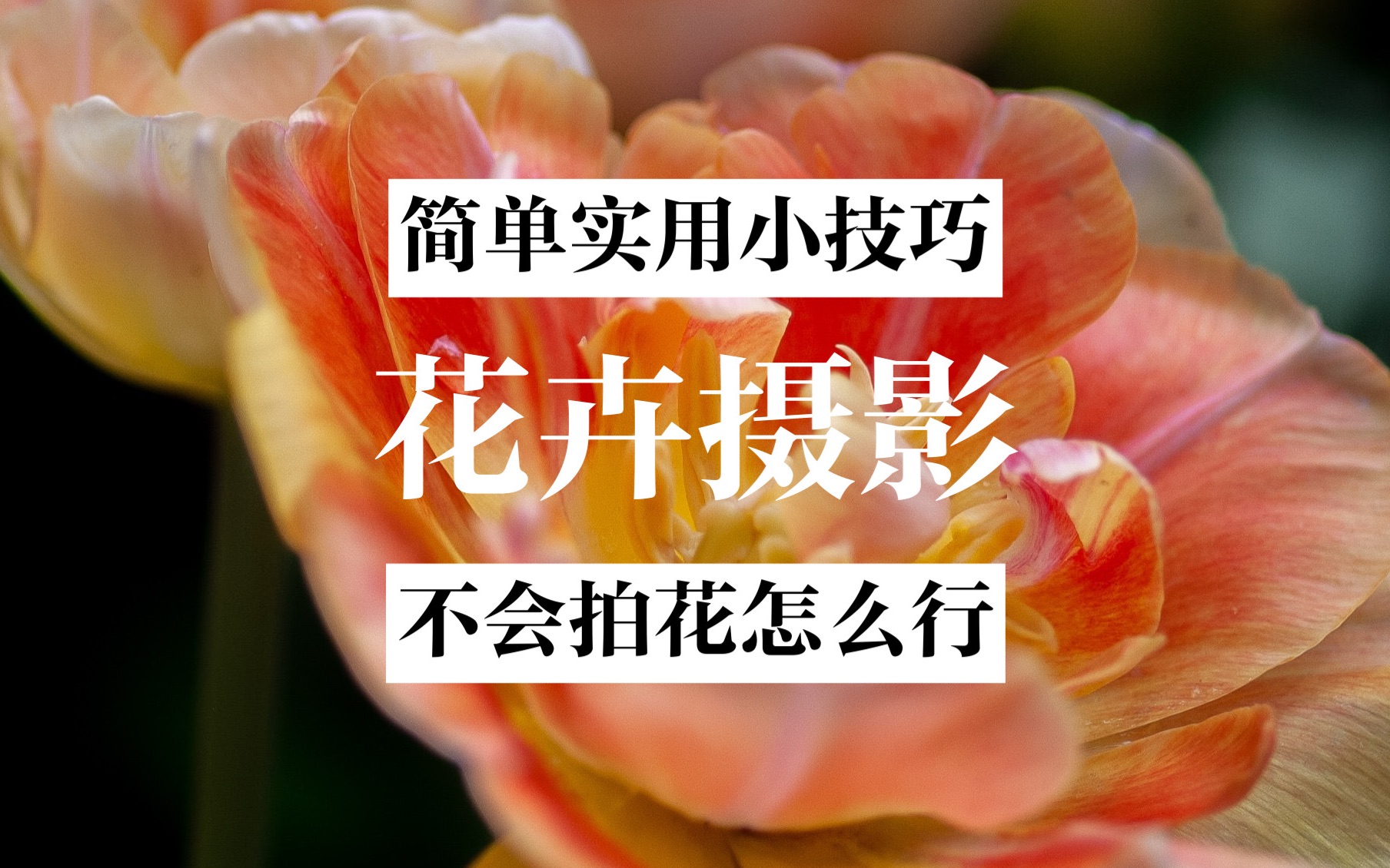 摄影课堂 | 不会拍花怎么行?简单实用的摄影小技巧来啦哔哩哔哩bilibili