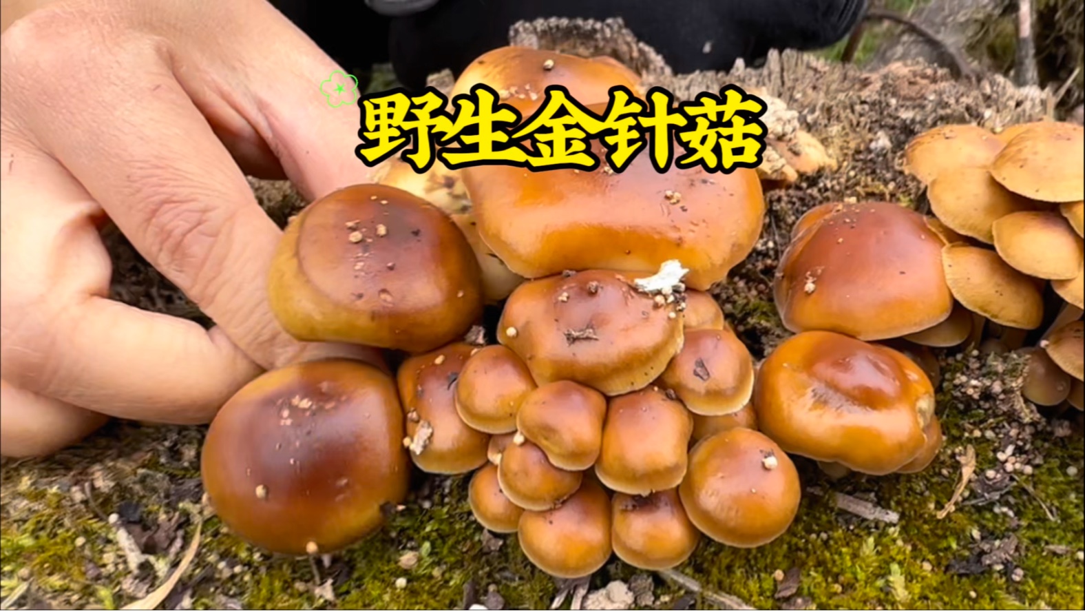 野生金针菇超级大的一坨