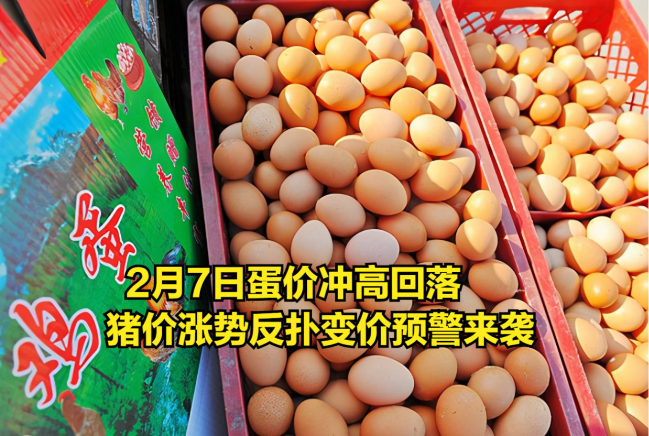 油价有变!2月7日:猪价、蛋价涨跌倒挂,玉米价格更新哔哩哔哩bilibili