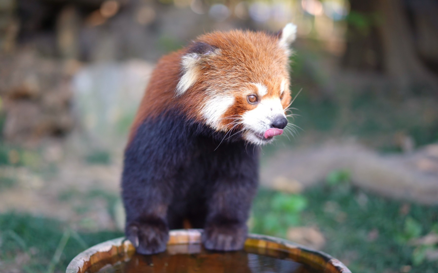 【小熊猫】乖乖耳仔认真喝水,细细品味,然后再洗个jio?