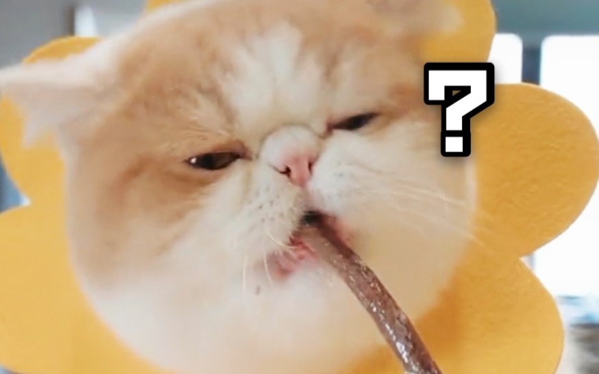 【怀特喵先生】奶泡 冻干虾仁 猫猫肉饼 磨牙肉条