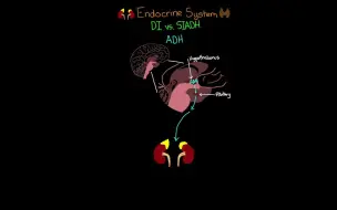 下载视频: 【ICU医生的精进】尿崩症&抗利尿激素不适当分泌综合征——内分泌系统（第五部分）