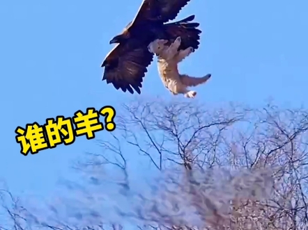 老鹰抓走小山羊,这力气可真大