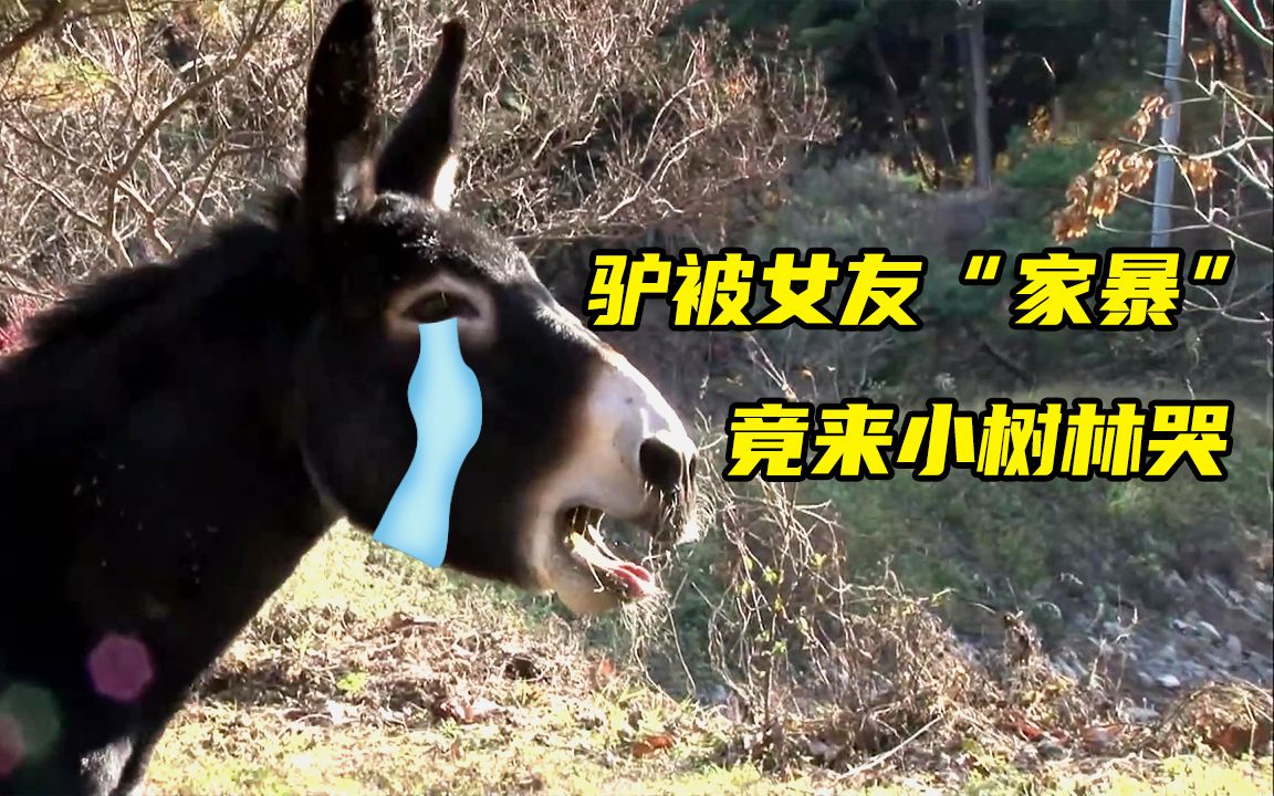 驴爱上了庙里的另一头驴多次越狱追求都无果每天以泪洗面