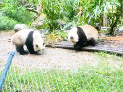 Download Video: 7.27恰逢爷爷给花花、叶子加小苹果…两姐弟正脸对着游客太宠溺