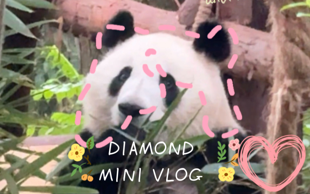 [图]DIAMOND MINI VLOG | 2024 Ep02|挑战去成都不吃辣| 大熊猫基地一日游| 一把子见到了和花和叶| 成都粉丝太热情啦