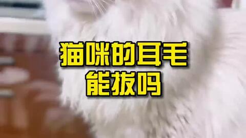 猫咪的耳毛能拔吗 哔哩哔哩