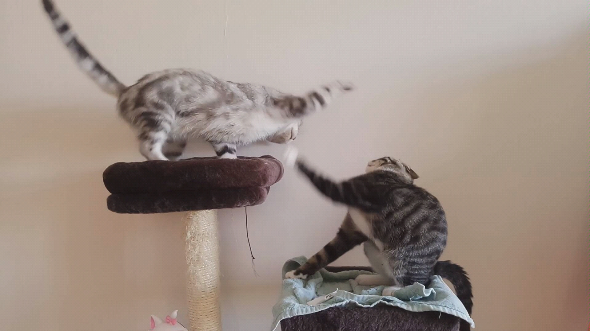 猪哥与蒜泥之 猫爬架大战_哔哩哔哩_bilibili
