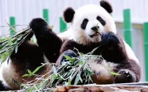 下载视频: 【大熊猫麒麟&甜可】二头身的汉媛仔，坐着跟年画娃娃一样，秋日治愈吃播