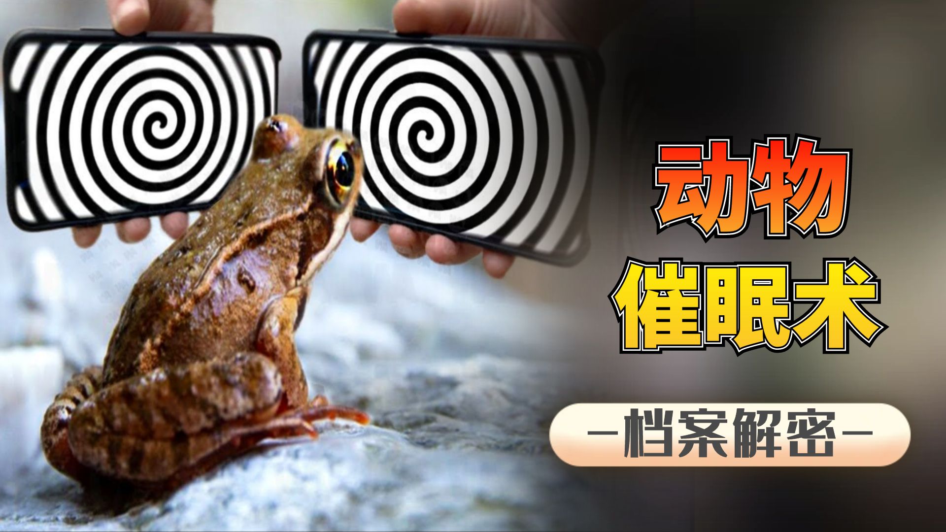 神器的动物催眠术:一秒催眠任何动物,看完你也能学会!