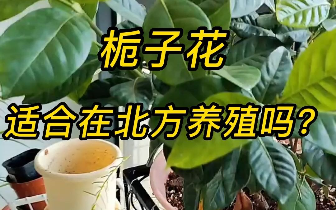 北方庭院怎么才能养好栀子花?哔哩哔哩bilibili