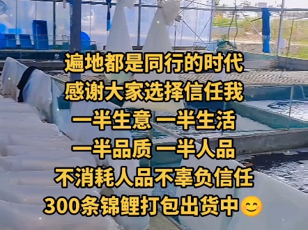 浙江台州蓬展锦鲤专业养殖30余年,在台州有四个鱼场800亩面积,源头厂家,一手货源,血统纯正,性价比高,服务至上哔哩哔哩bilibili