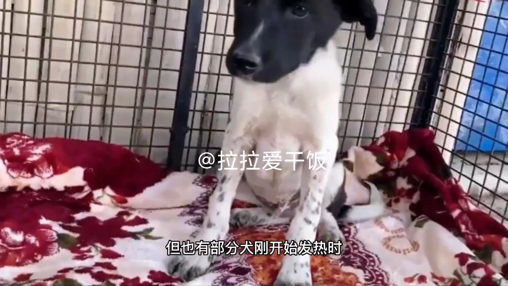 犬瘟病毒感染说明,可能出现的临床症状哔哩哔哩bilibili