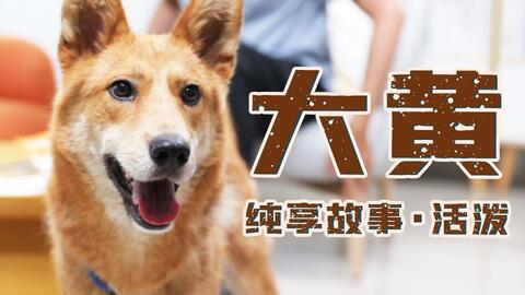 中华田园犬之黄狗白面金不换_哔哩哔哩_bilibili